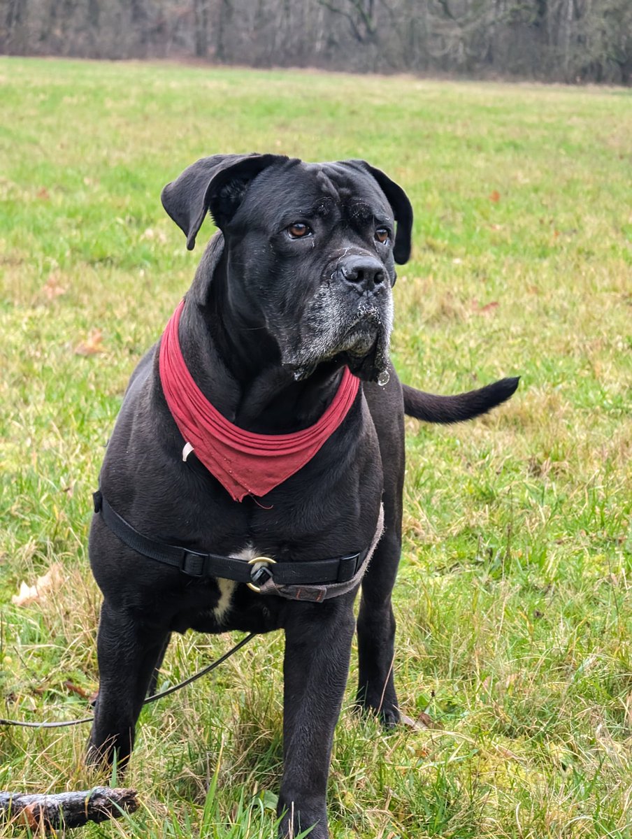 CorsoFerro's tweet photo. #canecorso #dogsoftwitter https://t.co/seeotm5v1w