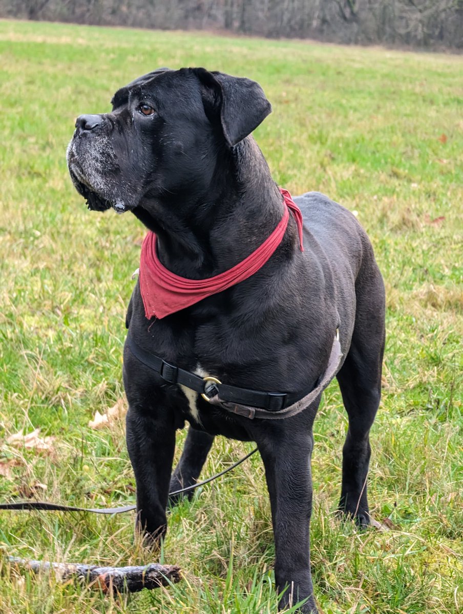 CorsoFerro's tweet photo. #canecorso #dogsoftwitter https://t.co/seeotm5v1w