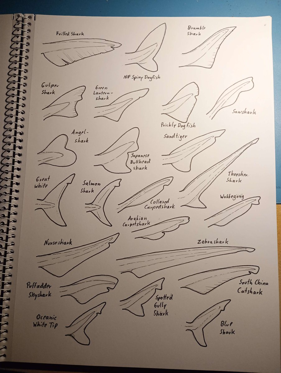 prehistoric Fishmom tweet media