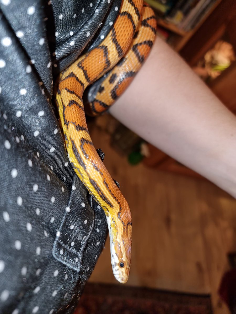 CW snake

#ThatAwkwardMoment when your snake manages to sneak under your pyjama, tickling you and giving you a giggle fit while you're trying to extract the little rascal. Picture of the culprit attached below...