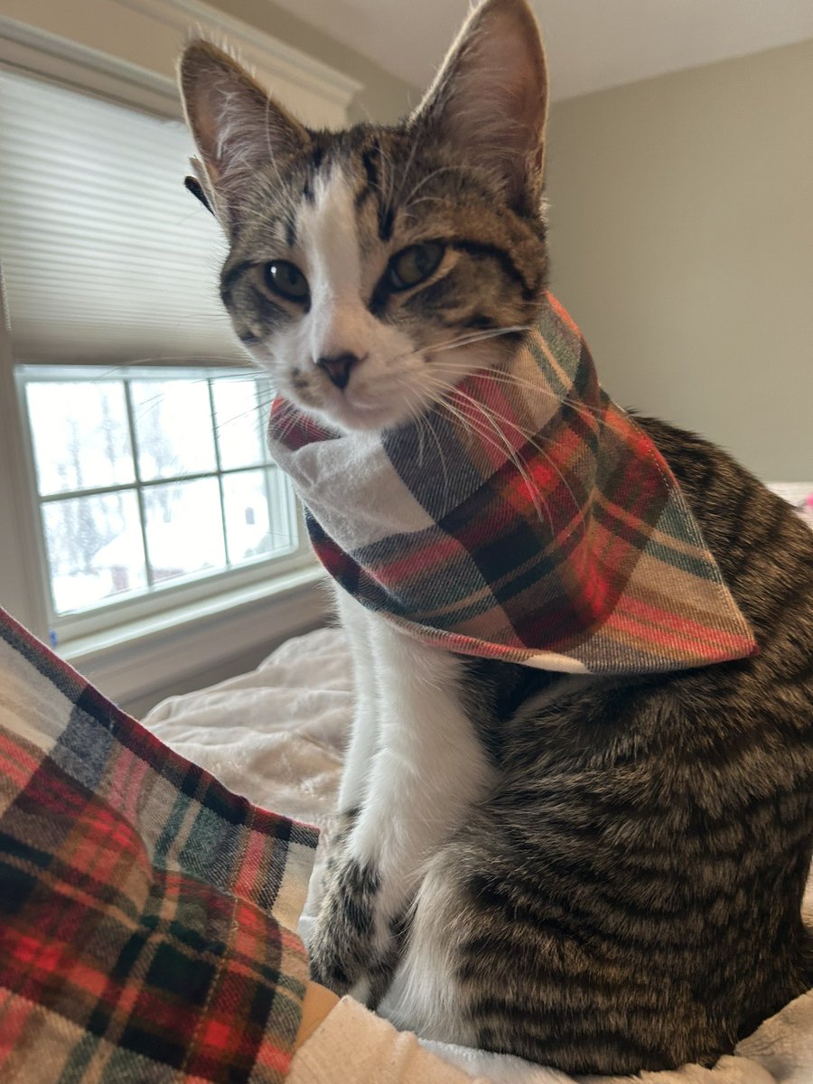 ponzu8123's tweet photo. Mum got me this #bandana from #jcrewfactory just because she has matching #pj. Itβs ok, Iβm taking a nap all day during my very first #snow
#kitten #kittenlove #kitty #tabby #KittyTwitter #kittystagram #barncat #γ«γγγγγγγ #εη« #cuddly #cuddlycat #cuddlykitten #snowday https://t.co/eObS9qdNPv
