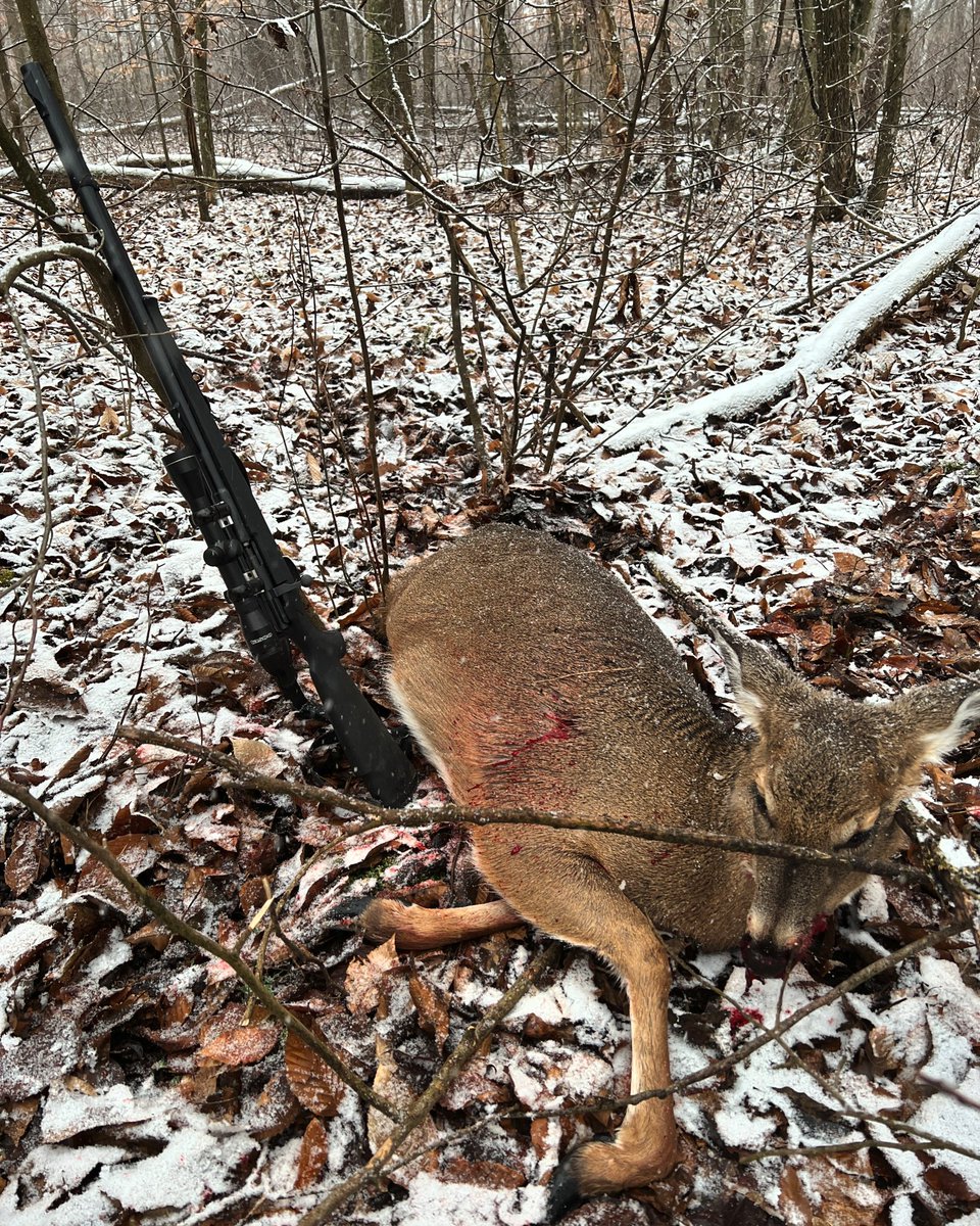 Midwest_HUNTR's tweet photo. Got myself a doe this morning with my $20 muzzleloader I bought off a friend.
#hunting #deerhunting #whitetaildeer
#muzzelloader https://t.co/YAwRsdSr7P