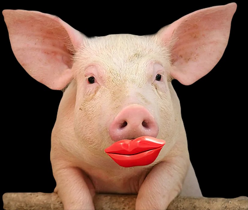 Rusle01's tweet photo. @JackTors11245 @StephenCMeyer Just look around, and you find it is Discovery Institute with lipstick. https://t.co/dRQSAATpUF