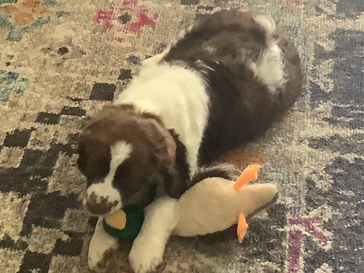 If anyone caresss I GOT A NEW DOGGO her name is whiskey:3