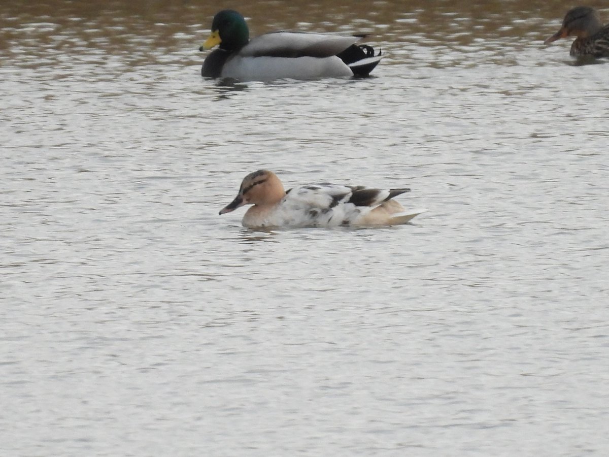 A birding day today on the #gwentlevels, a massive 38 species of birds seen (massive for me. 😄) No avocet or northern water thrush, bit it was dry and I dragged myself out. ALT text for descriptions.  Help needed maybe with the mystery duck!!
#gwentbirds #duckduckgoose
