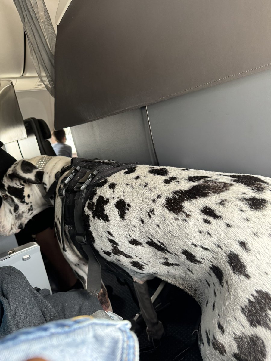SyberStace's tweet photo. @AmericanAir 
I pd xtra for bulk head seat &amp; was shocked when I was forced to sit nxt to a 200lb shedding, gassy, Great Dane who invaded my space the majority of the trip. The flight was full. AA cust service (Ref#1-33513959170) doesn’t care. Y is this ok? #unhappydoglover 

￼ https://t.co/eQSX8JiS2e