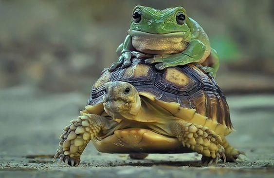 “Una rana en un estanque no sabe que existe el mar.”

- Proverbio japonés