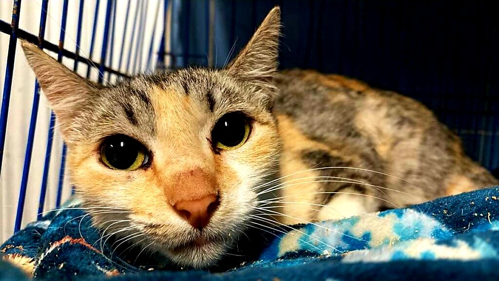 AntonioAcuaPani's tweet photo. La mayoría de los gatos que ha pasado su vida en un hogar y de pronto se ven en la protectora, suelen caer en depresión, dejan de comer y tienen un alto riesgo de dejarse morir de pena. #NoLoAbandones https://t.co/jsBfjqIew4