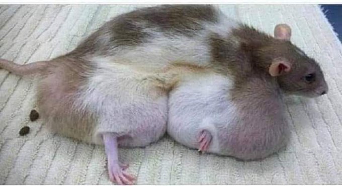 Resimdeki masum;
Fransa'da 2 yıl boyunca GDO'lu mısır yedirilen bir deney faresi..
2 yıl sonunda geldiği hal bu!
Tüm bedeni kanserli tümörler ile dolan fareye gdolu mısırlar verilmeye devam ettikçe tümörlerin daha hızlı yayıldığı saptanmış.
Şimdi soruyorum sizlere? ++