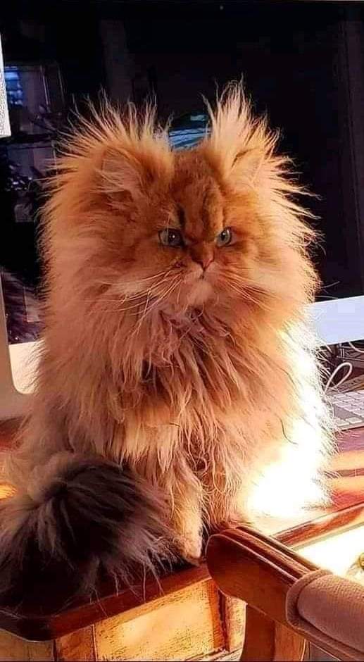 Cissou en poche tweet media