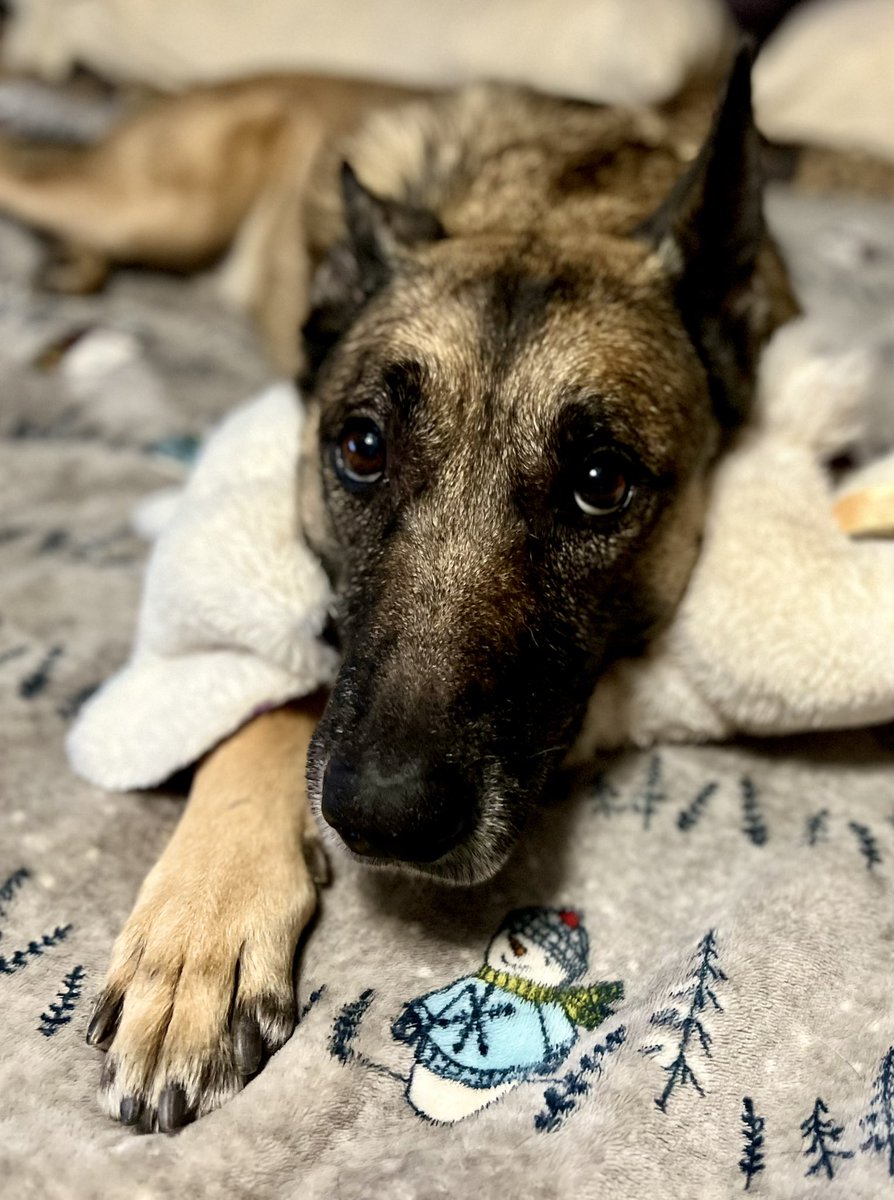 K9 Loki (Ret) tweet media