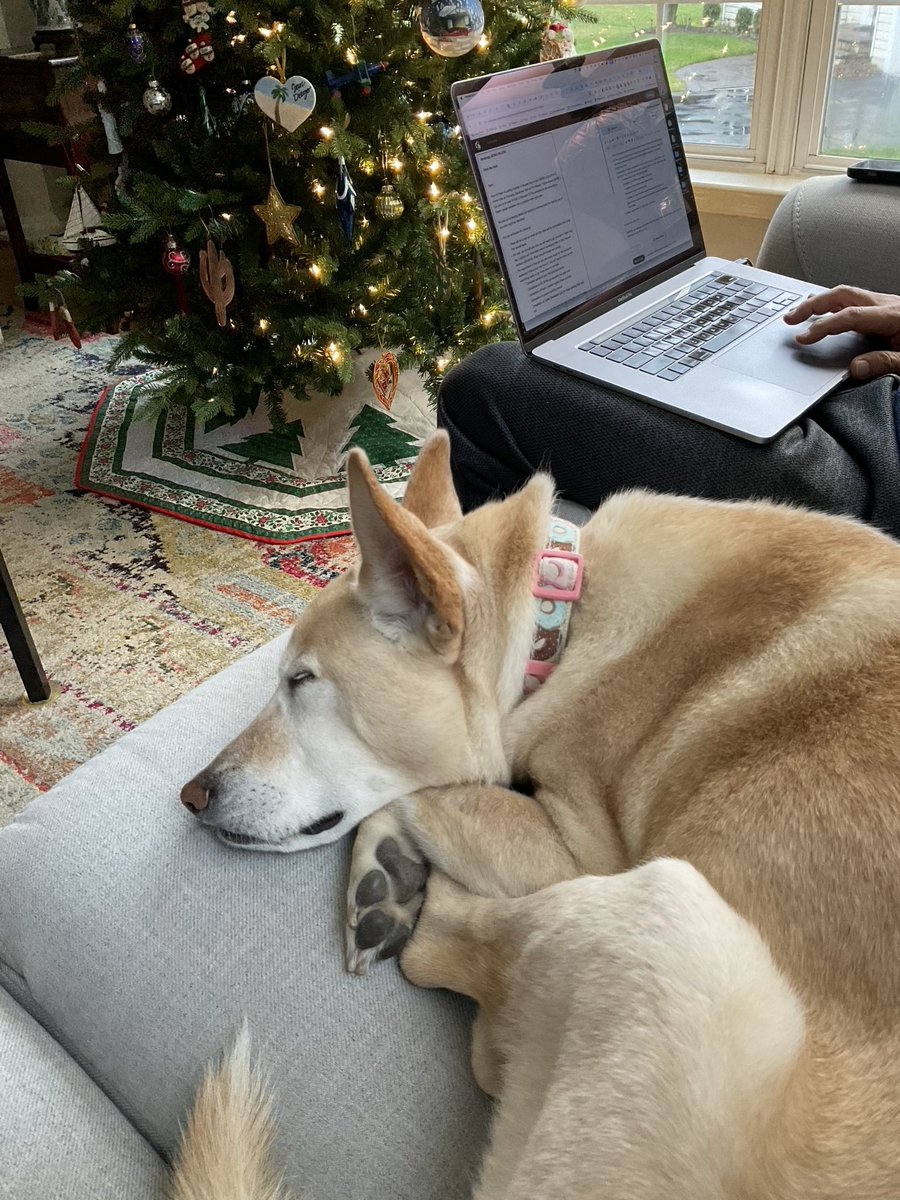 Sweet Little Sandy. Owner surrender. We’ve had her almost 2.5 years.