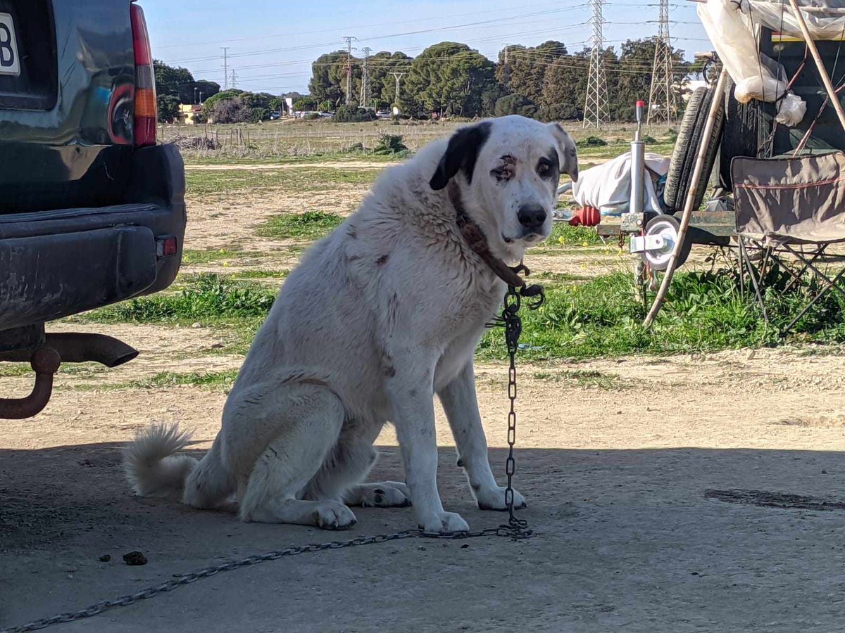 SilviaMylo's tweet photo. Estos pobres tienen 2 años. Un señor que tiene muchos los tiene encadenados 😢
Palomo tiene la cara reventada lo han llevado a una guarde, Roberto 
se esconde bajo el coche está malo, lo cede, y a otro 🙏
Se precisan 150 euros para ir a por ellos
Pueblo de Cádiz
Bizum :654714325 https://t.co/6uFxXZOUI6