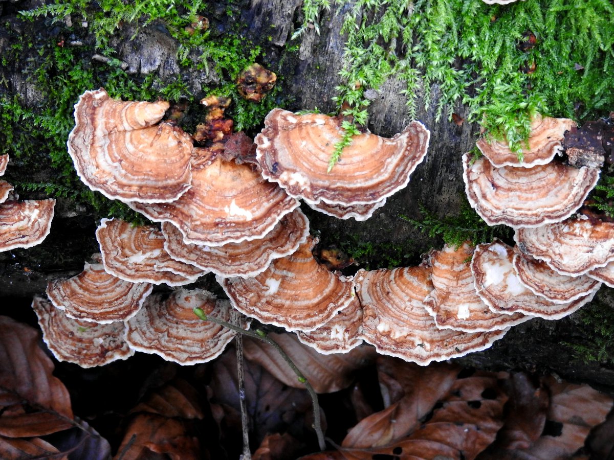 mildthing99's tweet photo. #TurkeyTail fungus
#TrametesVersicolor #BracketFungus in Dunley Wood
#SurreyHills @SurreyHillsNL @BritMycolSoc @ThePhotoHour @metoffice #loveukweather
Fascinating medicinal uses explained by @WildFoodUK
https://t.co/Hh3ggzUbQn https://t.co/Yv8SHpJ850