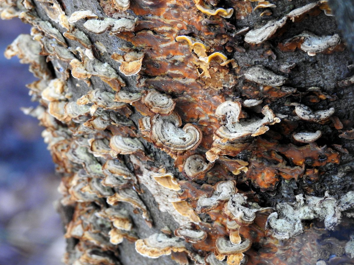 mildthing99's tweet photo. #TurkeyTail fungus
#TrametesVersicolor #BracketFungus in Dunley Wood
#SurreyHills @SurreyHillsNL @BritMycolSoc @ThePhotoHour @metoffice #loveukweather
Fascinating medicinal uses explained by @WildFoodUK
https://t.co/Hh3ggzUbQn https://t.co/Yv8SHpJ850
