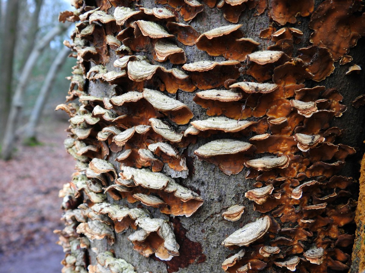 mildthing99's tweet photo. #TurkeyTail fungus
#TrametesVersicolor #BracketFungus in Dunley Wood
#SurreyHills @SurreyHillsNL @BritMycolSoc @ThePhotoHour @metoffice #loveukweather
Fascinating medicinal uses explained by @WildFoodUK
https://t.co/Hh3ggzUbQn https://t.co/Yv8SHpJ850