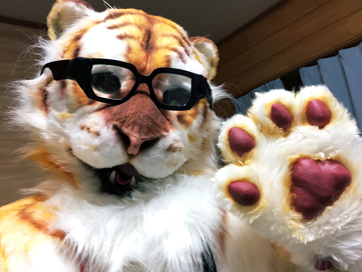 sb_woof's tweet photo. JMoFでデビューしたファーソナのアムザック(Amuzak)です！
種類はゴールデンタビータイガー🐯

基本的にハーフで服着てますが一瞬だけフルボディと着ぐパで出してました……！
お写真持ってる方がいたらタグ付け等してくれると嬉しいです🙇‍♂️💦

#JMoF #JMoF2024  #JMoF2024で会いましょう  #CHOPS

続 https://t.co/svK0mnBLRL