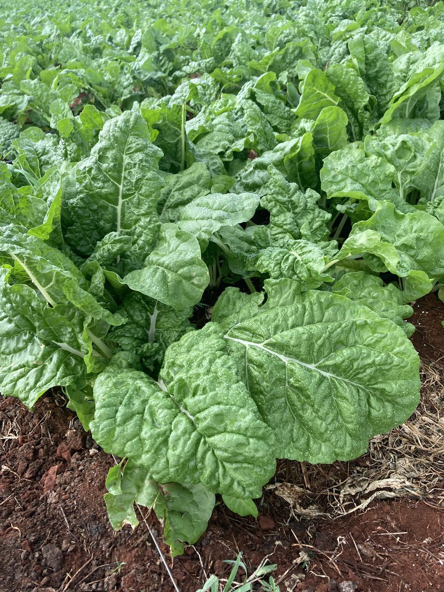 karabo_Zo's tweet photo. Spinach ready to be harvested 

#womeninfarming https://t.co/Ye6jtL4HBE