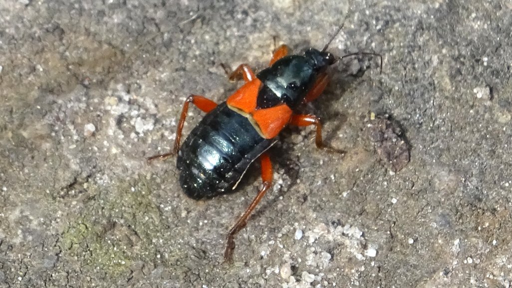 _mogblog's tweet photo. Auf den Bergmannstraßen-Friedhöfen in Kreuzberg lebt eine seltene Sichelwanze, die bisher in Berlin kaum nachgewiesen ist und auf der Roten Liste steht: Prostemma guttula. Hier ist sie: https://t.co/5RuseztxO0 https://t.co/BwyPK1MrsT