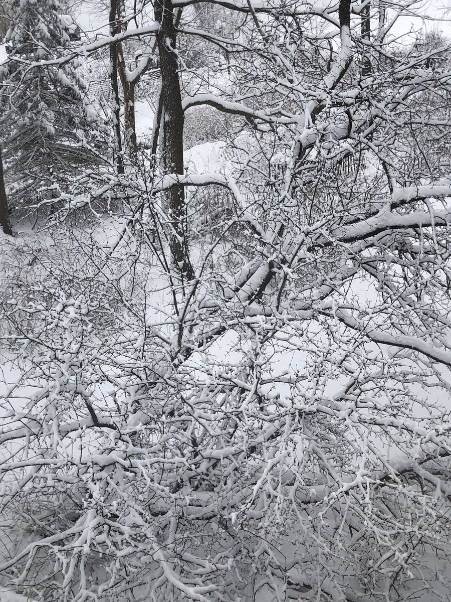 LOLPigs's tweet photo. Look outside my window, right now!❄️☃️ #NYSnow #SnowStorm #Cold🥶 #Snow #WinterStormEmber https://t.co/a7a9TY4Wdi