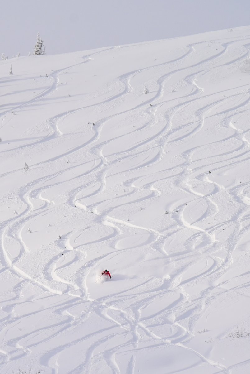 SchweitzerID's tweet image. #PowderDay for the opening of the Lakeview Triple ❄️❄️❄️ #schweitzerlife