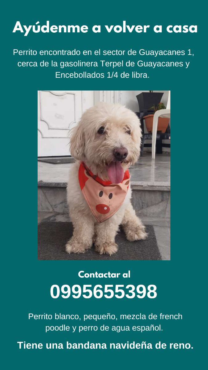stalrore's tweet photo. Hola, su ayuda para que encuentre su hogar.
#alertameperdi #guayacanes #perro #french 
@AlertaMePerdi @yoamoanimales https://t.co/WjmojldStD
