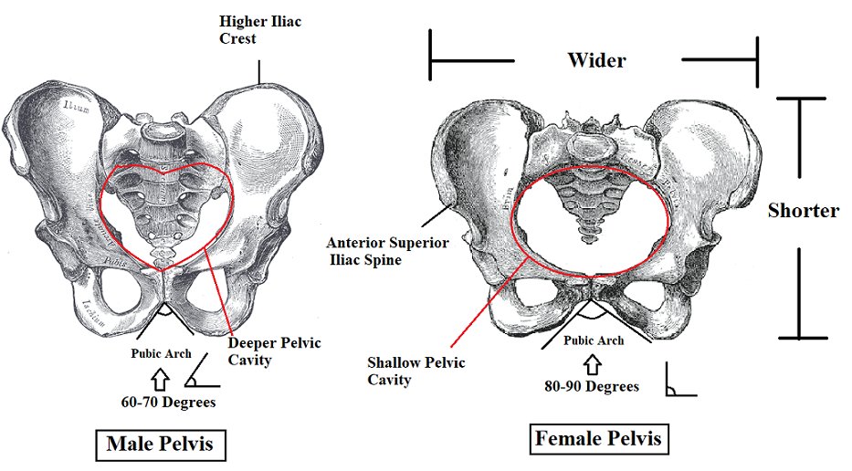 HennieInglis's tweet photo. @MaureenWRC The #ChairTest. No need for genital inspections or DNA swabs. Just the biology of the male vs female pelvis. https://t.co/KB9qshK9mq