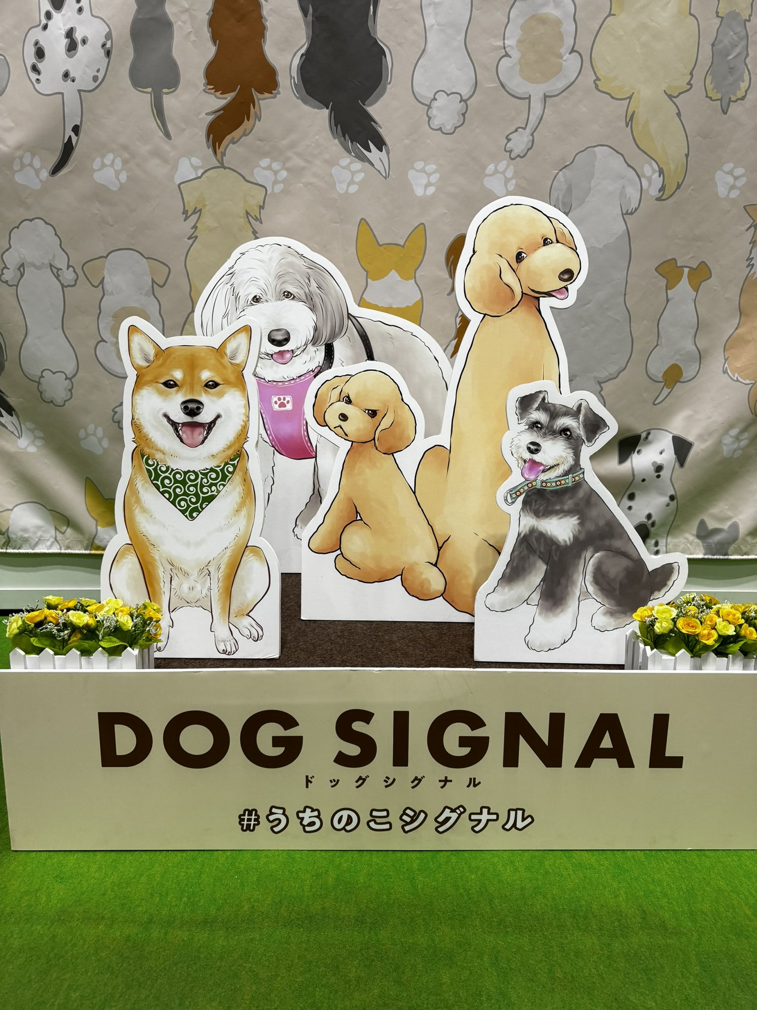DOG SIGNAL（ドッグシグナル）【公式】 on X: 