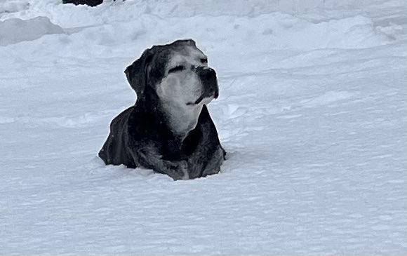 First snow storm, happy Joe Dog. #maine #dog #snow