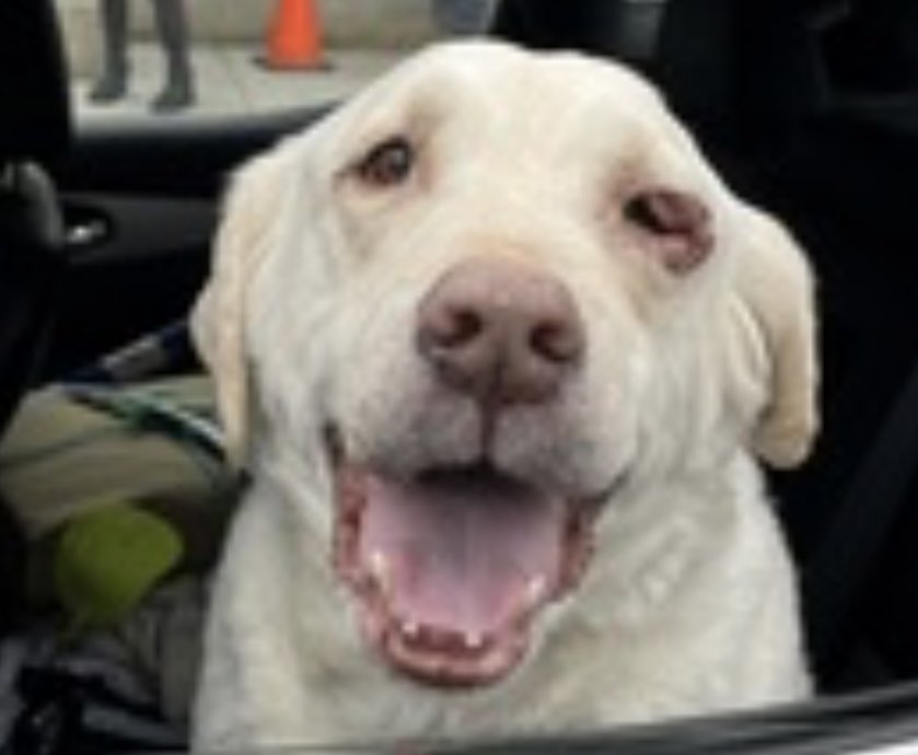 Keith Olbermann's Dogs tweet media