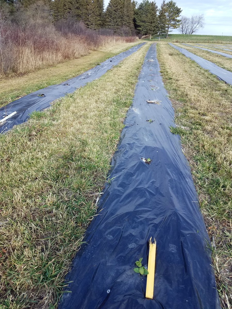 Happy #Groundhogday! 
So what's the verdict, did the #groundhog see their shadow or are we in for an #earlyspring?
Here are newly planted #haskapplantlets by #PolarBerryInc in Timiskaming Shores from a few years ago for those eager to get back out in your fields!