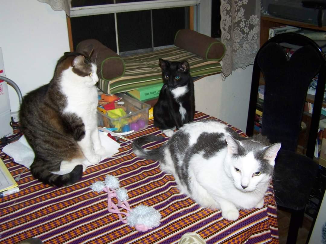 CatCheezeburger's tweet photo. Hi ya Palz!
1. Frum January 6, 2011, Tony Cat, me, n Mr. Jingles
2. Me n Mama
3. Me!
4. Me!
Luv, Cheezeburger โฅ๏ธ๐๐โโฌโฅ๏ธ #cheezeburger #cat #cats #catsoftwitter #catoftheday #tuxedocat #tuxedocatsoftwitter #CheezeburgerTheCat #WhiskerWednesday #Purrsday #FelineFriday #Caturday https://t.co/nEvRLsyMvR