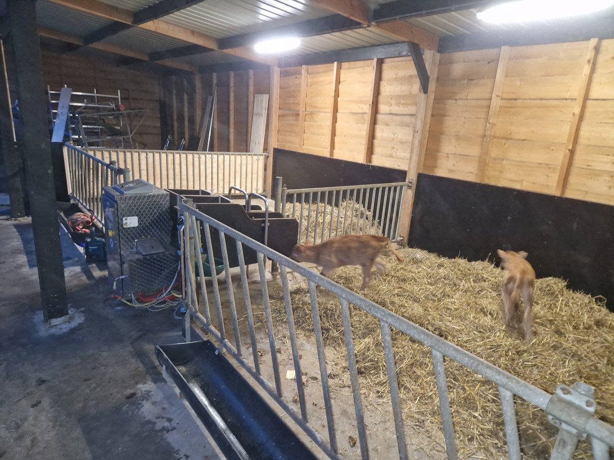 bertruitenberg's tweet photo. Wanneer je een bedrijf overneemt wil je graag zo snel mogelijk je eigen accenten leggen. Bij ons was de jongvee huisvesting de eerste prio.
Tevreden met het resultaat 😇.
#hoonhorst
#jerseykoeienkleinslendebroek
#A2zuivel
#melktap https://t.co/9LBBdaUN9e