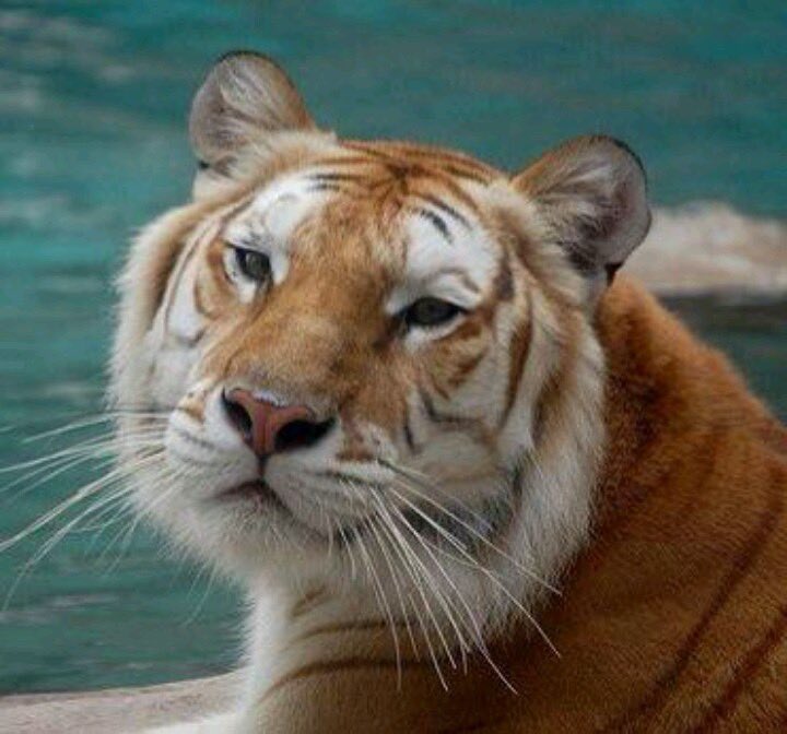meowsniji's tweet photo. big cat 

#NijiroMurakami #村上虹郎 https://t.co/9hx7cMeKxz
