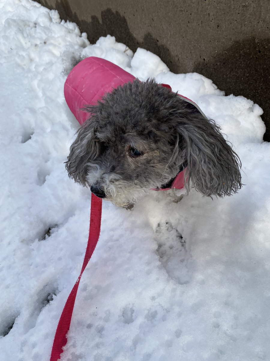 Maggie Mae contemplating the snowfall in Chappaqua. About 3”. @raphael4ny @stormteam4ny @matt_brickman @janicehuff4ny @davepricetv @maria_larosa_wx