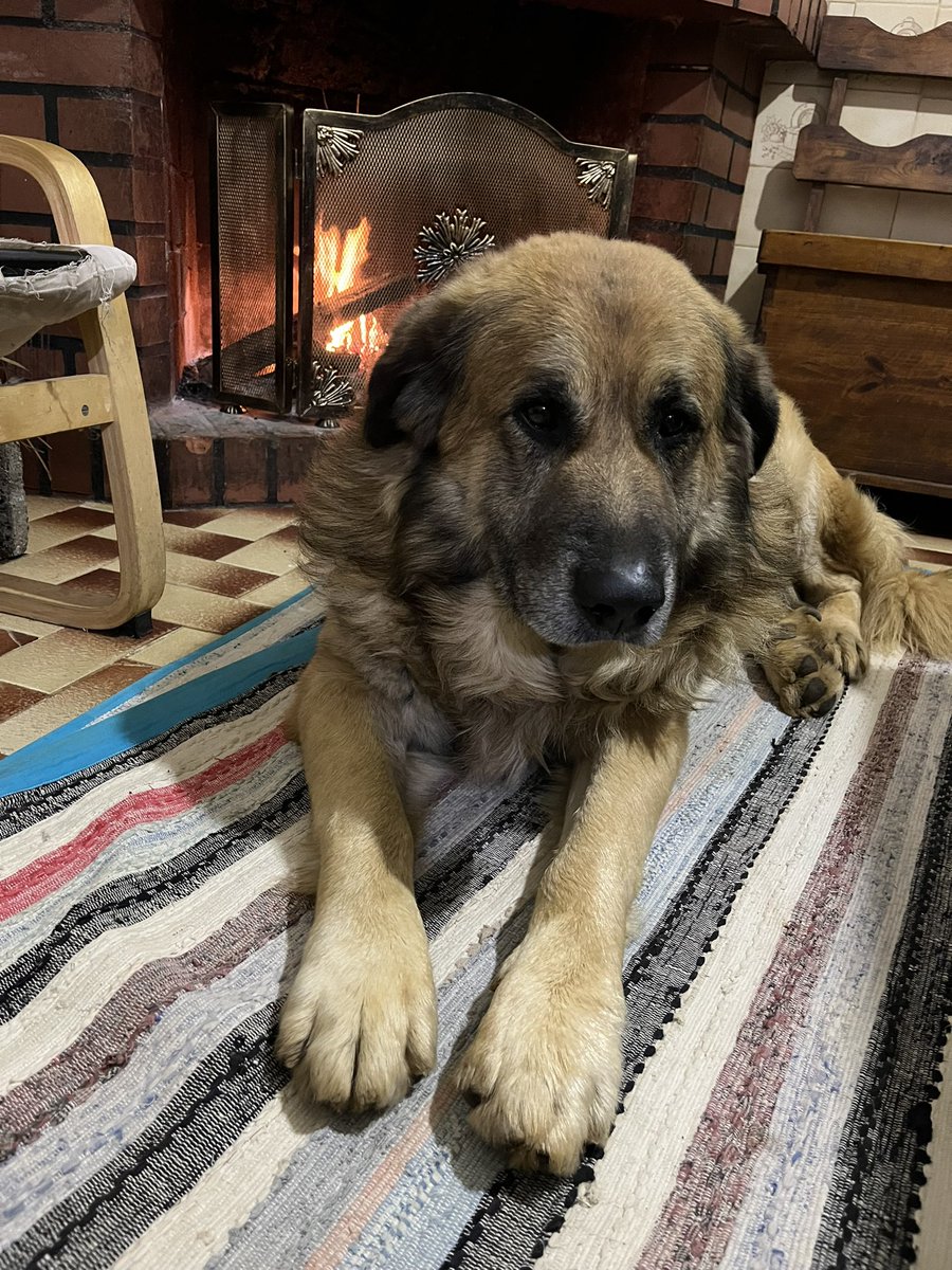 Big dog and fireplace 
#dog #winterstorm #winter #fireplace
