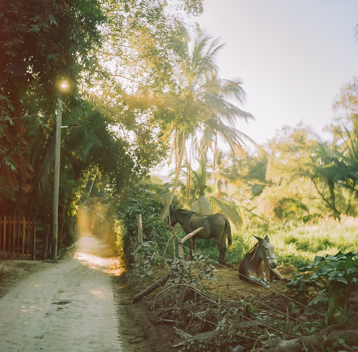 Yelapa #yashicamat24g #mediumformat #yelapa #kodakportra160