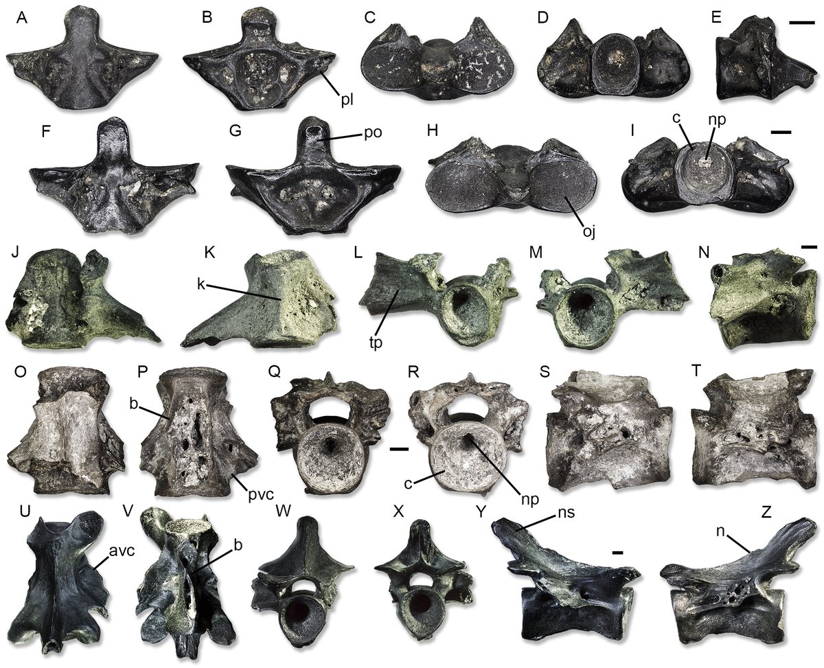 Palaeontologia Electronica tweet media