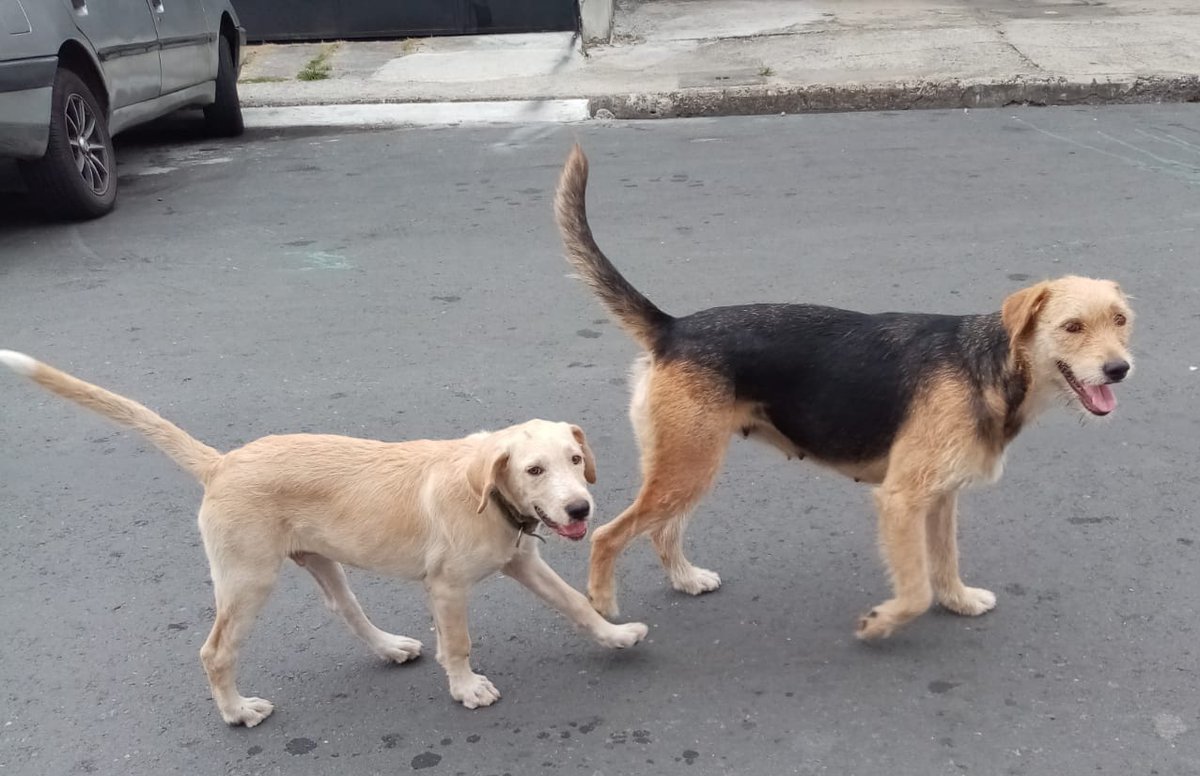 AlertaMePerdi's tweet photo. #ENCONTRADO #GUAYAQUIL
Fecha: 07/01/24
Sector: Centro,Eloy Alfaro y Vacas Galindo 
Sexo: Hembra y Macho
Raza: Mestizo
Obsv : Hembra, café con manchas negras y el macho es blanco y tiene collar sin placa
Contacto: 0959828288
¡Ayúdalos a volver con su familia!
#AlertaMePerdí https://t.co/FxxxPUERcG