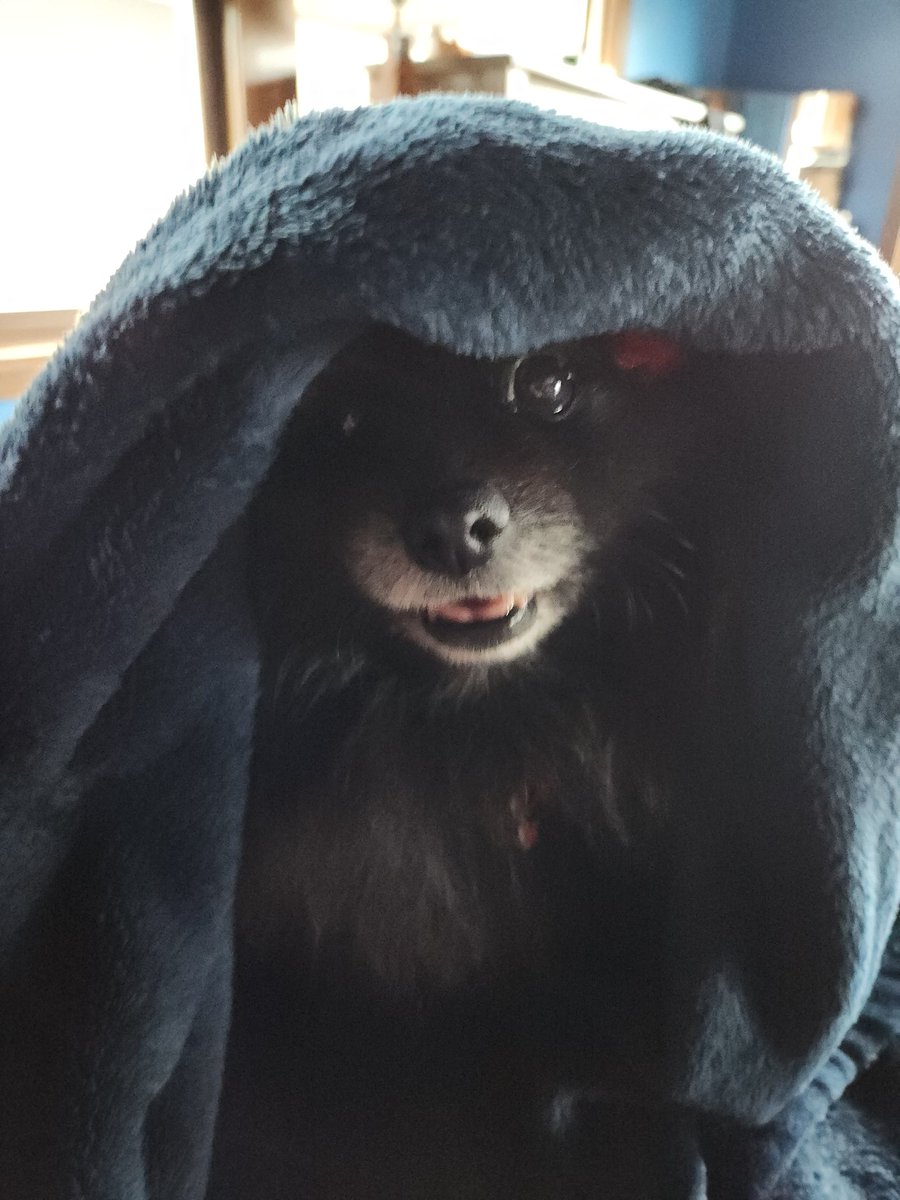 Peek a boo! 🐾