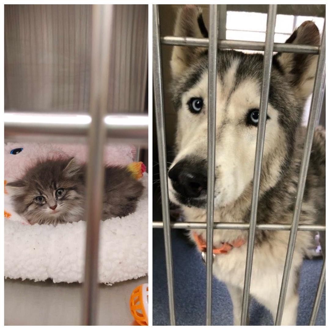 Supervisor Janet Nguyen tweet media