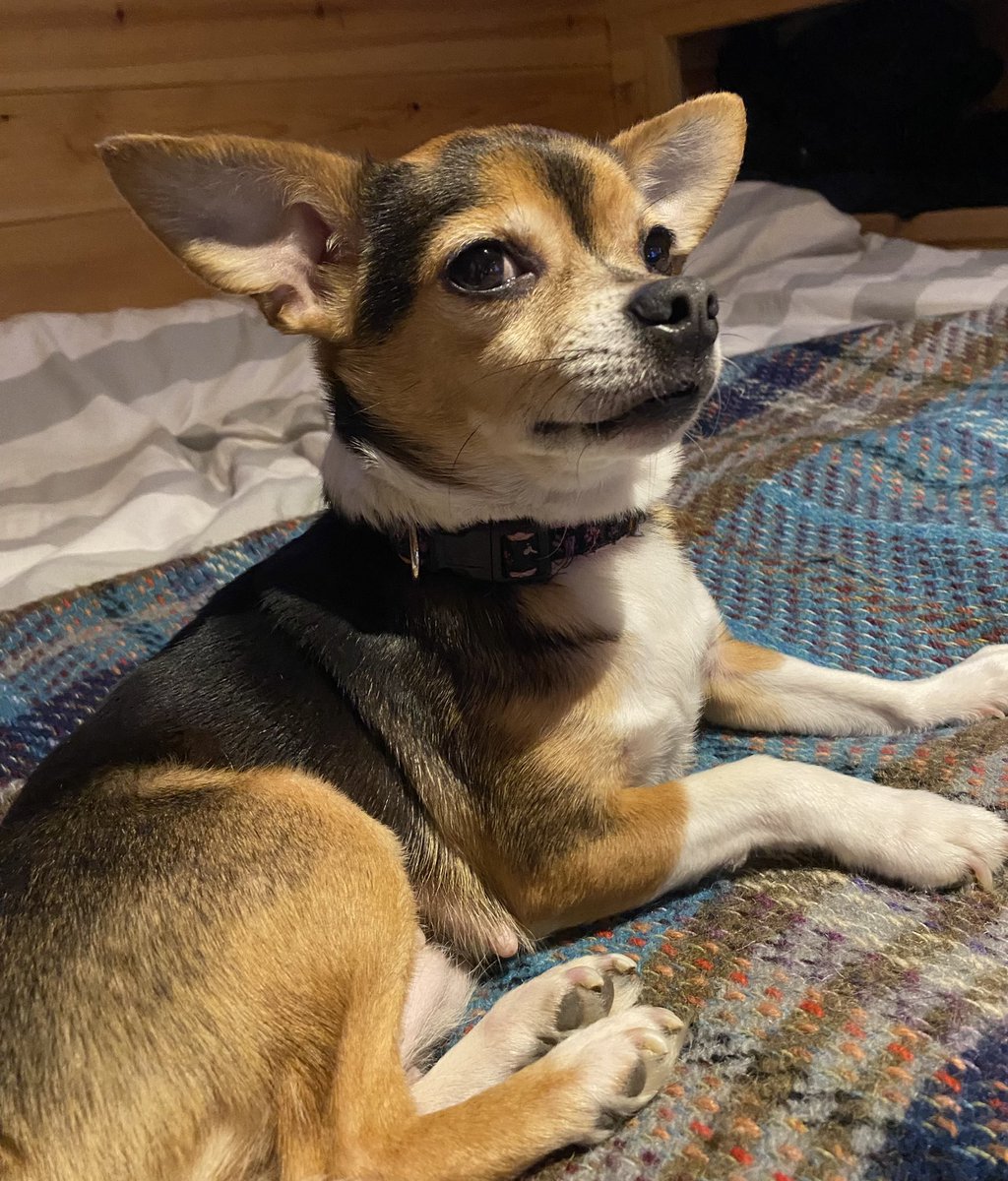 westcountrybird's tweet photo. When human is not serving dog food fast enough. #ShesGotTheLook https://t.co/nUXcNUt5OT