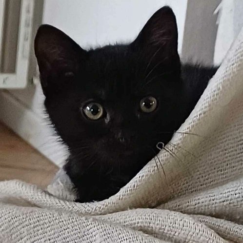 aace_45's tweet photo. Urion tres beau chaton 3 mois, dynamique qui adore jouer très câlin et très attaché aux chats et un d'autre chat sera un plus
OK enfants.
Vsible sur Dry (45)
Contact : aace.adoption@hotmail.com
Mâle, noir
Naissance estimée octobre 2023
Identifié 
Stérilisation obligatoire https://t.co/WpZReSJZWe