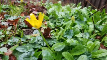 Lesser Celandine from 2 Jan for #wildflowerhour in East Berkshire (also submitted to #NewYearPlantHunt). Photo might have been less blurry if I wasn't contending with Storm Henk! Anyway, a flower with the hope of spring to come :)