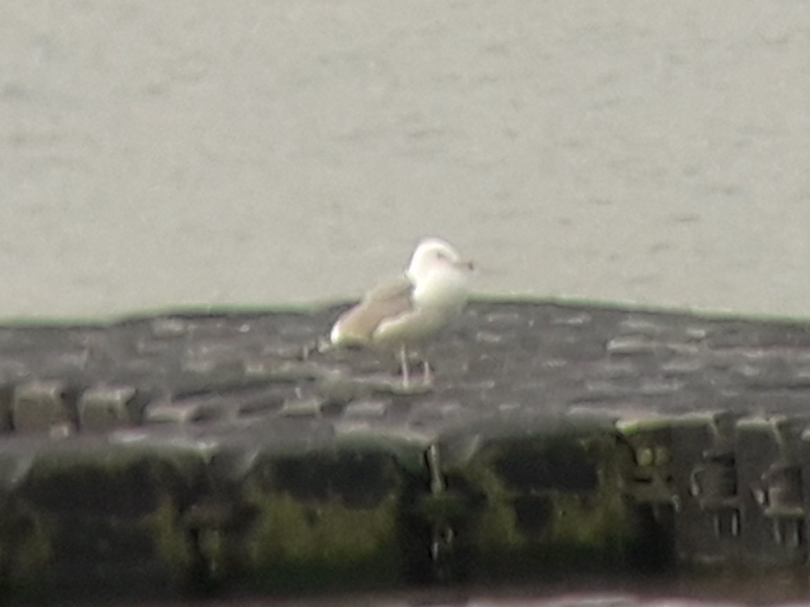 Martin Palmer tweet media