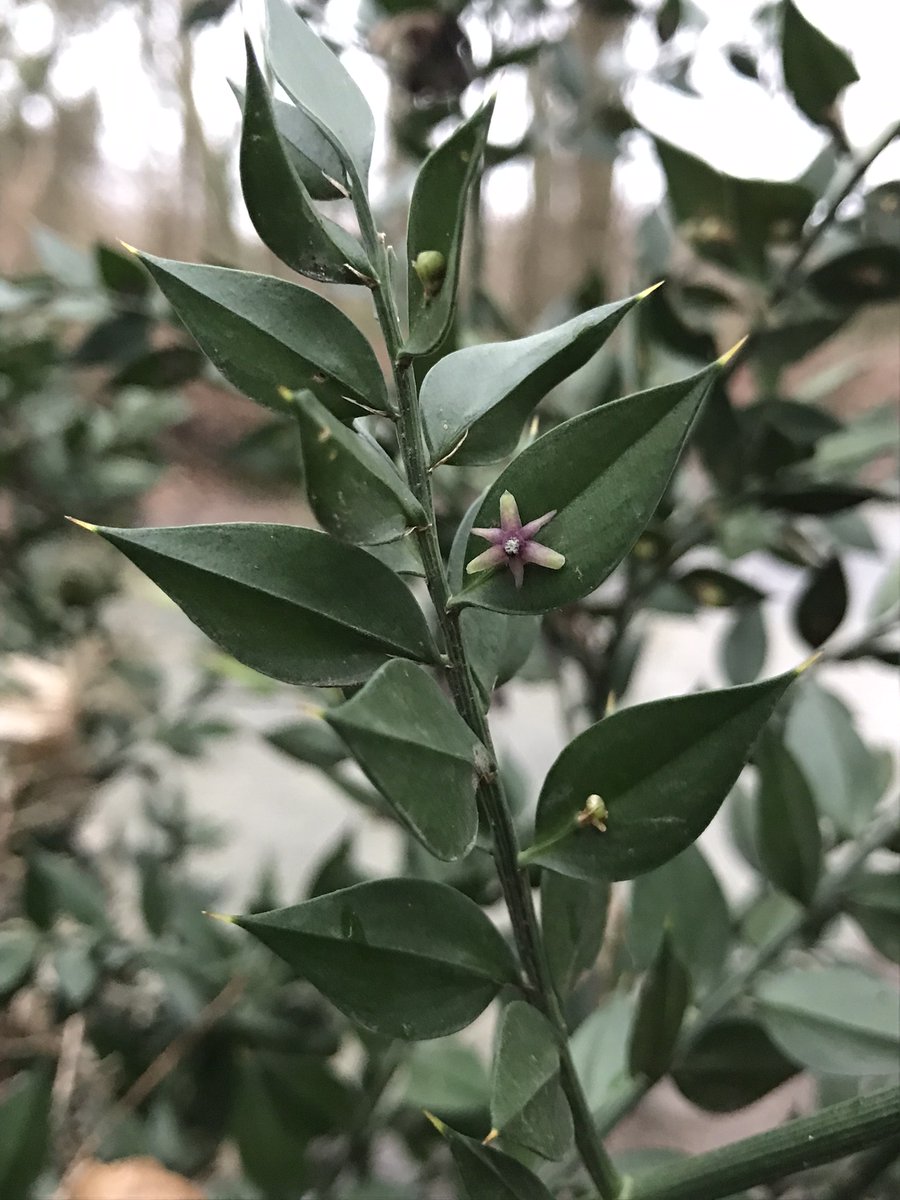Flowers of Butcher's Broom, Ruscus aculeatus. Flowers appear on the flattened leaf like stems known as cladodes. The flowers are small, white with a dark violet centre #Whitewebbs Park #Enfield #London #WildFlowerHour #Nature #Biodiversity #LondonWildlife