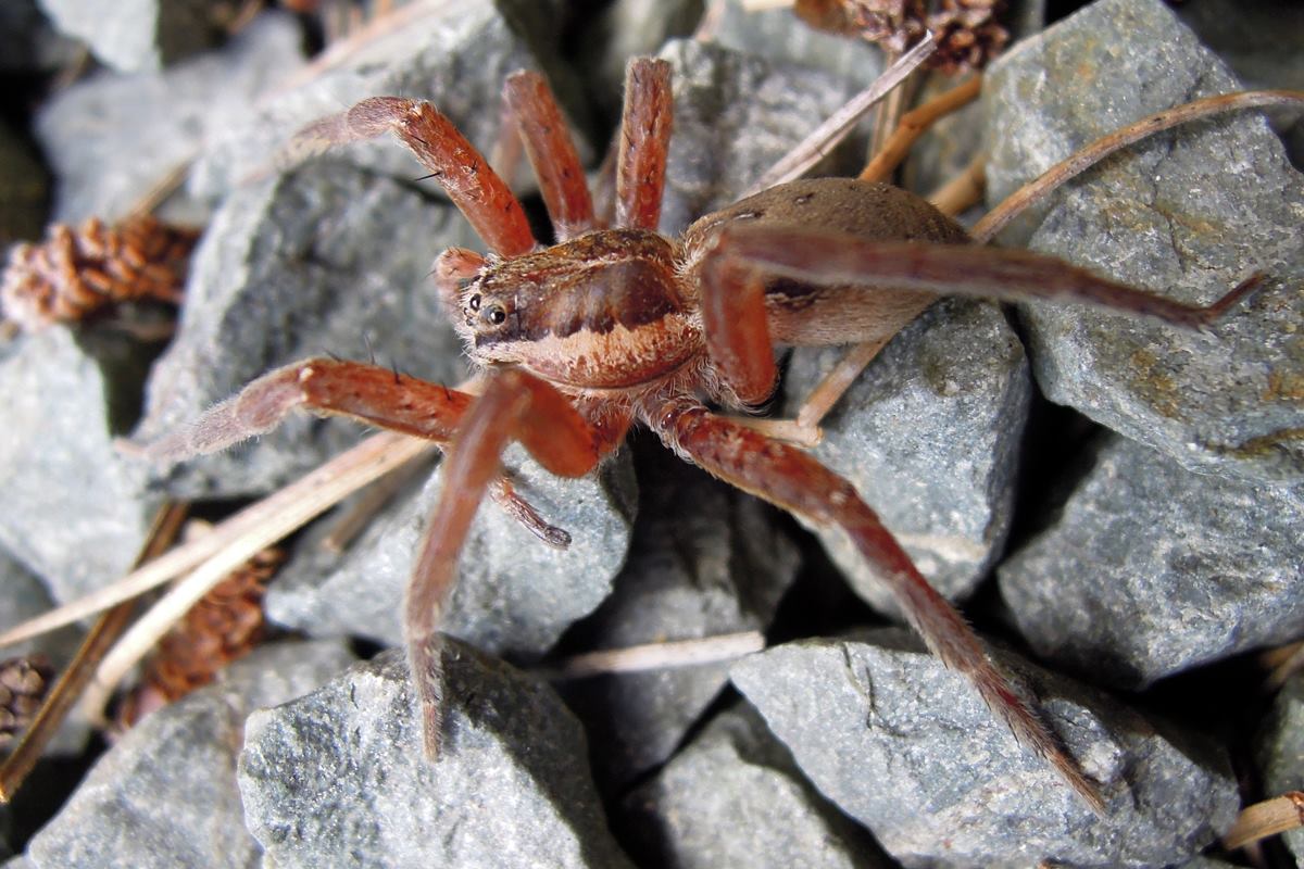 michanzl's tweet photo. Nursery Web Spider

#spider #arachnid #nurserywebspider #gravel #invertebrates #invertebrate #8legs https://t.co/f7TvLoI5LM