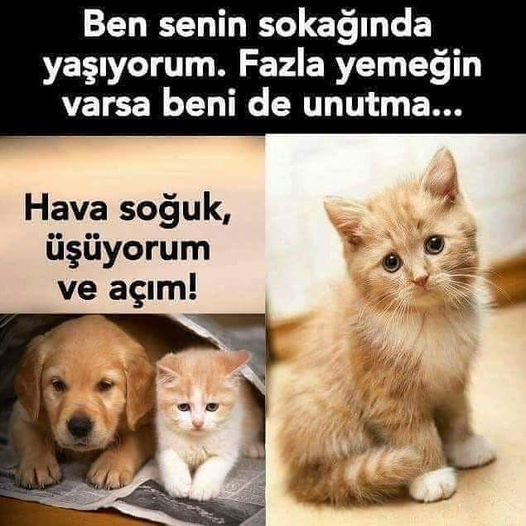 GAMZELI asiyelı (@asiye3548) on Twitter photo 