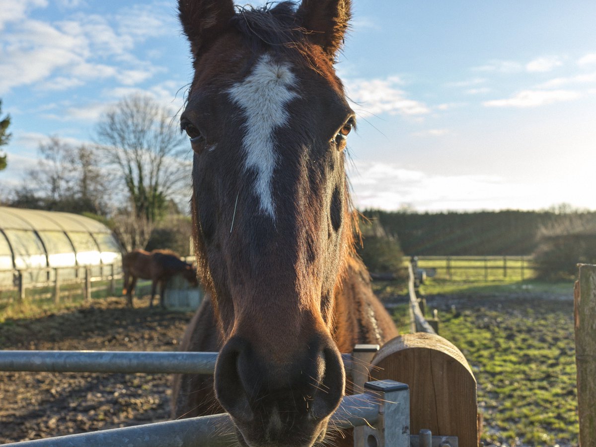 pea34101992's tweet photo. Yard life
Horses checked ✅ yard life
Parameter checked ✅ yard life
leaves cleaned ✅ yard life 
Dogs walked (some) ✅ yard life 
#Horses #dogs #photographylovers https://t.co/BDunG5s7Bh