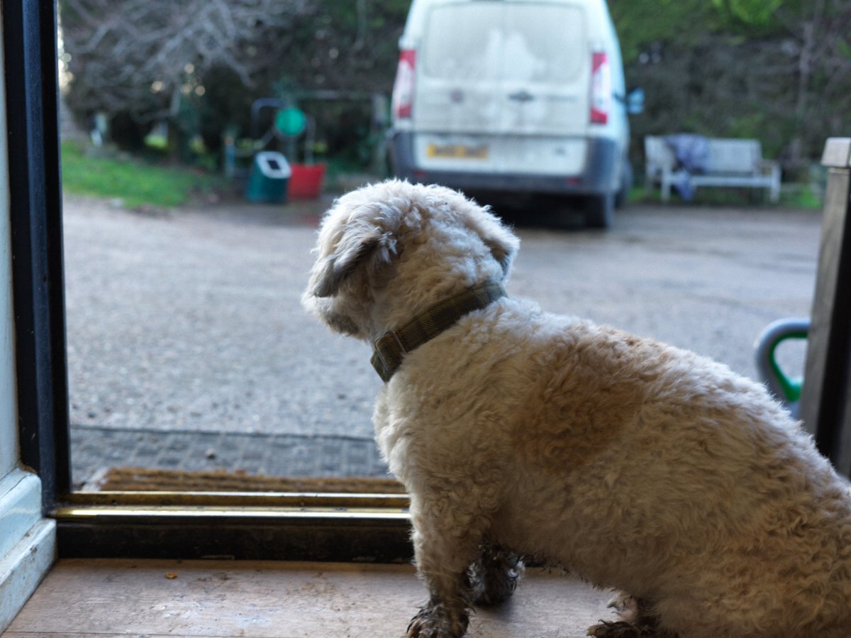 pea34101992's tweet photo. Yard life
Horses checked ✅ yard life
Parameter checked ✅ yard life
leaves cleaned ✅ yard life 
Dogs walked (some) ✅ yard life 
#Horses #dogs #photographylovers https://t.co/BDunG5s7Bh